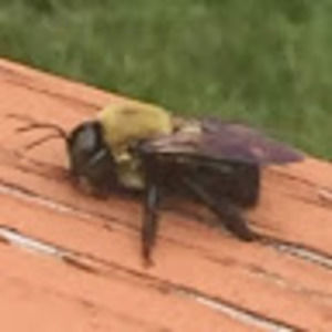 Meet your Posher, Alexis